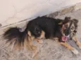 Laika