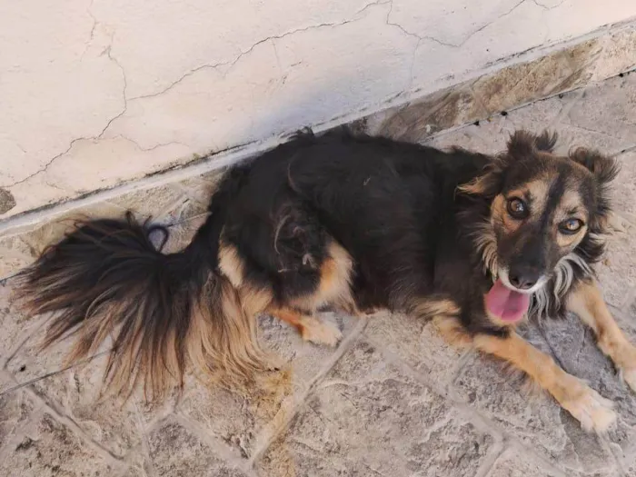 Cachorro ra a Srd idade 1 ano nome Laika