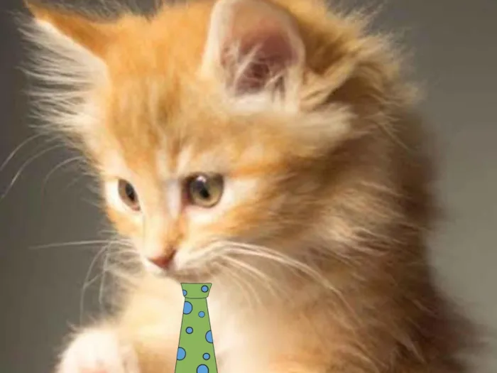 Gato ra a Mestico idade 2 a 6 meses nome Léo 