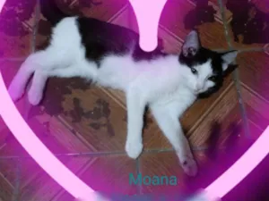 Gato raça SRD-ViraLata idade 2 a 6 meses nome Moana