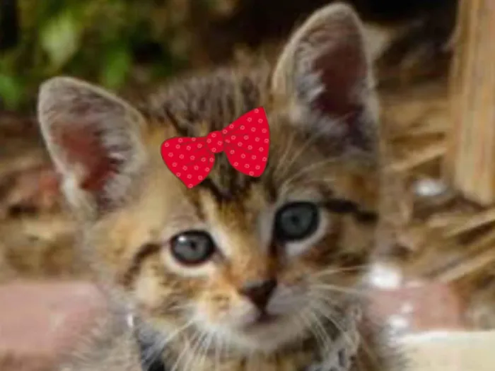 Gato ra a Mestica  idade 2 a 6 meses nome Julie