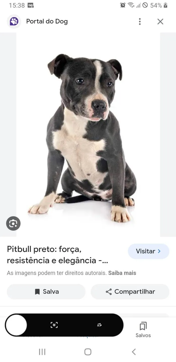 Cachorro ra a Pit-Bull idade 5 anos nome Pitimbu negão