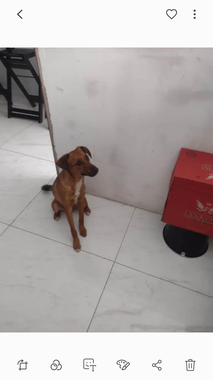 Cachorro ra a SRD-ViraLata idade 1 ano nome Otto