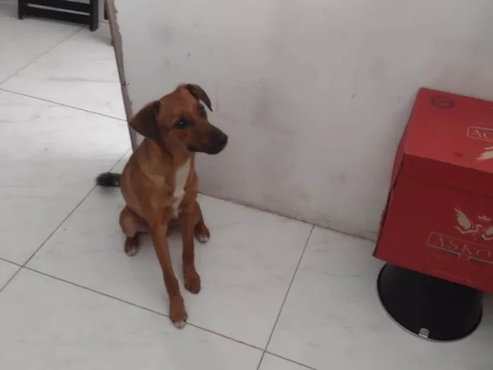 Cachorro ra a SRD-ViraLata idade 1 ano nome Otto