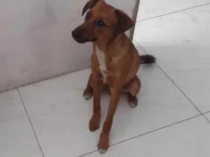 Cachorro raça SRD-ViraLata idade 1 ano nome Otto
