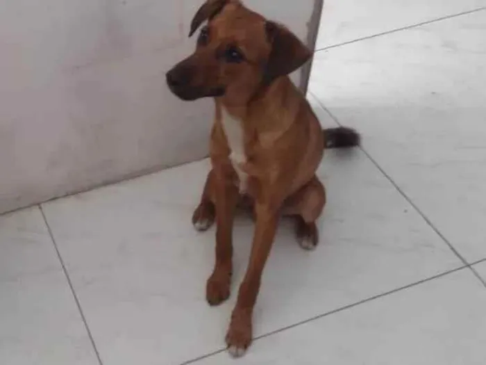 Cachorro ra a SRD-ViraLata idade 1 ano nome Otto