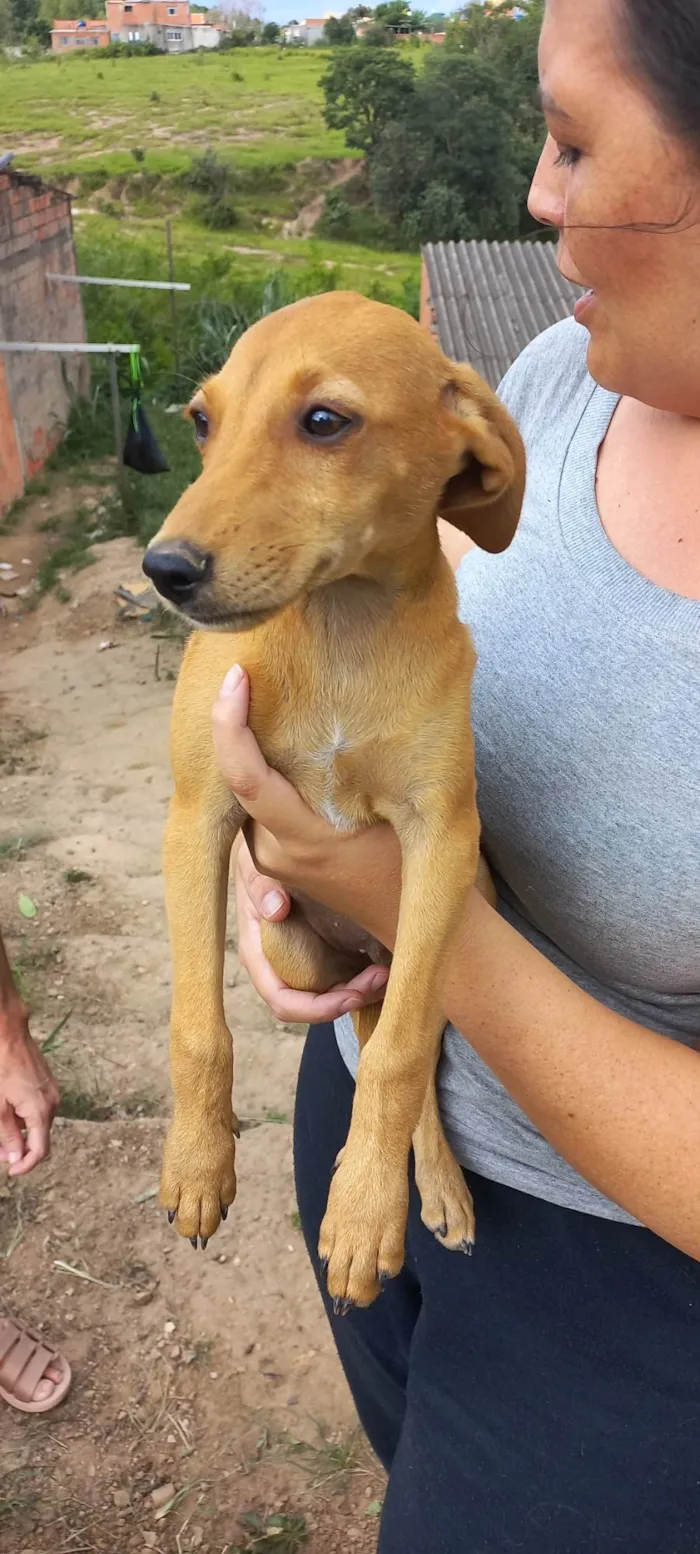 Cachorro ra a SRD-ViraLata idade 2 a 6 meses nome Beto