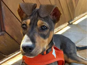 Cachorro raça SRD-ViraLata idade 2 a 6 meses nome Pimenta