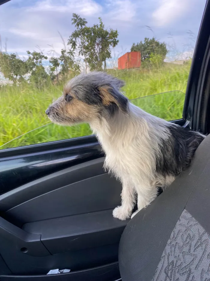 Cachorro ra a SRD-ViraLata idade 2 anos nome Amélia 