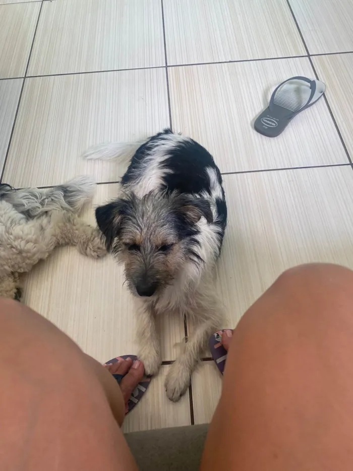 Cachorro ra a SRD-ViraLata idade 2 anos nome Amélia 