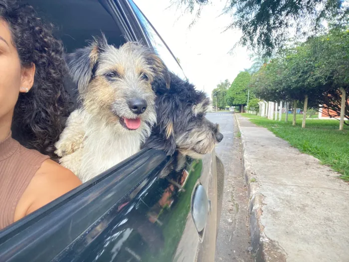 Cachorro ra a SRD-ViraLata idade 2 anos nome Amélia 