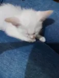 Ninho
