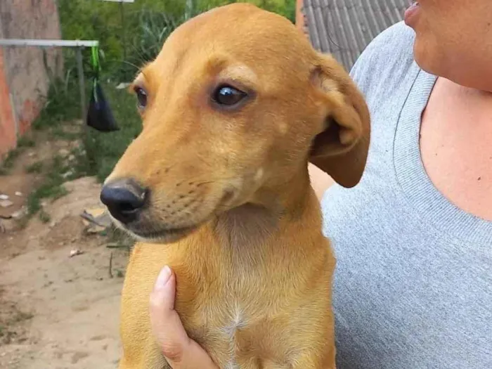 Cachorro ra a SRD-ViraLata idade 2 a 6 meses nome Beto