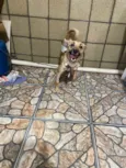 princesa
