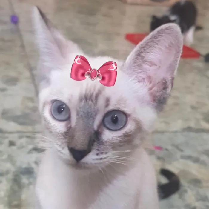 Gato ra a Mestica  idade 2 a 6 meses nome Nicole 