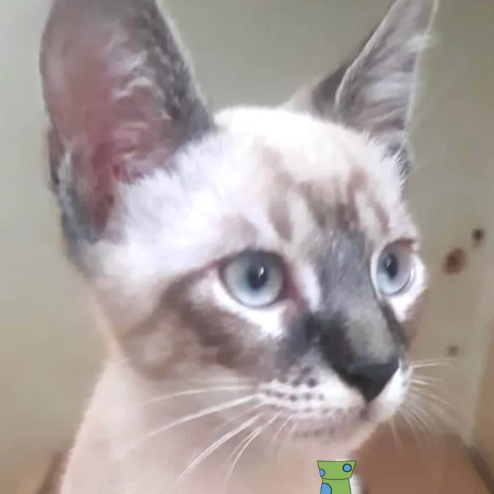 Gato ra a Mestica  idade 2 a 6 meses nome Bily 