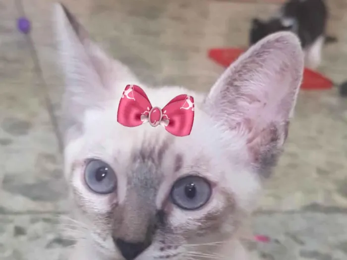 Gato ra a Mestica  idade 2 a 6 meses nome Nicole 