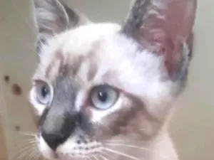Gato raça Mestica  idade 2 a 6 meses nome Bily 