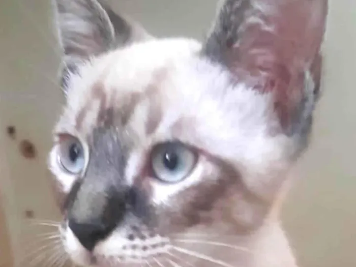 Gato ra a Mestica  idade 2 a 6 meses nome Bily 