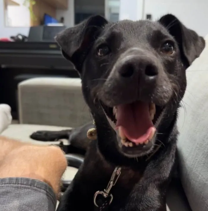 Cachorro ra a SRD-ViraLata idade 1 ano nome Judá 