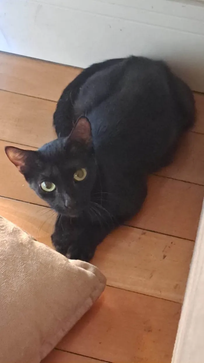 Gato ra a SRD-ViraLata idade 1 ano nome Zoe