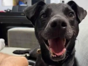 Cachorro raça SRD-ViraLata idade 1 ano nome Judá 