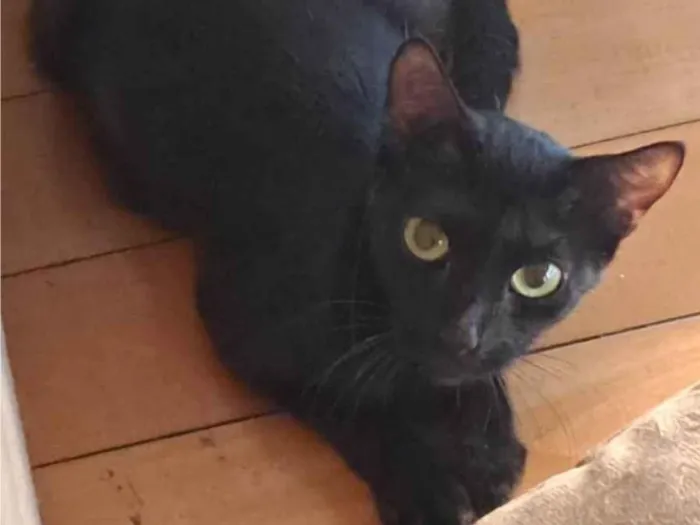 Gato ra a SRD-ViraLata idade 1 ano nome Zoe