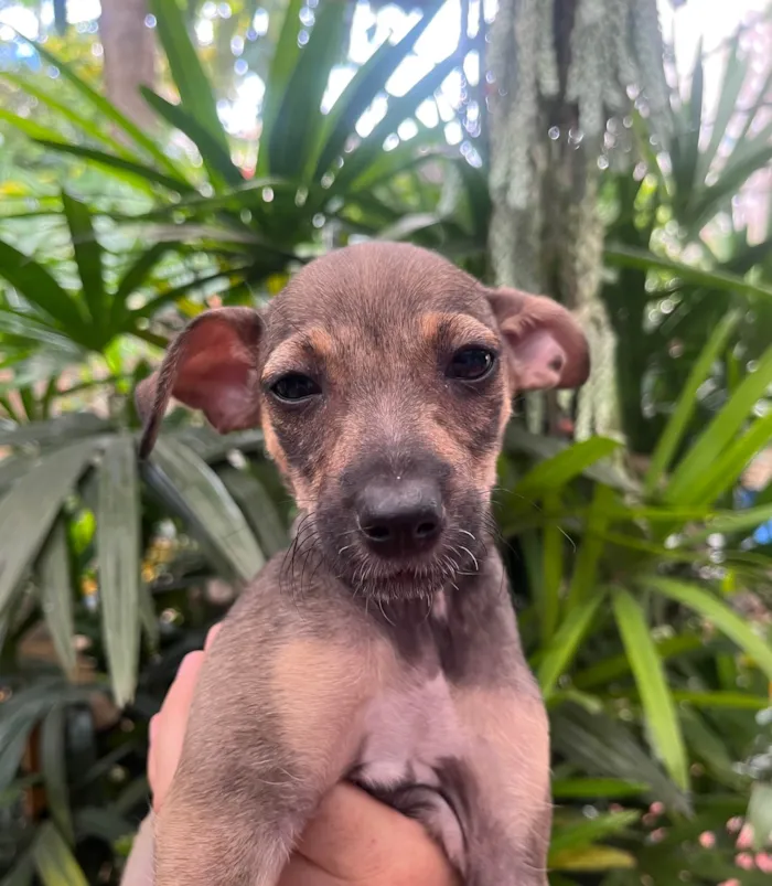 Cachorro ra a SRD-ViraLata idade 2 a 6 meses nome Bee