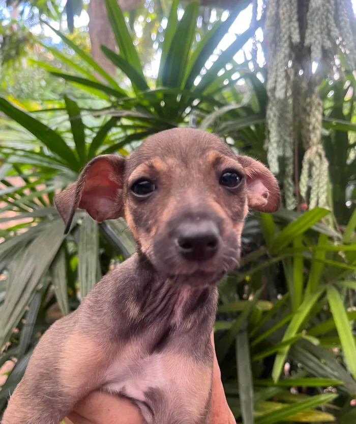 Cachorro ra a SRD-ViraLata idade 2 a 6 meses nome Bee
