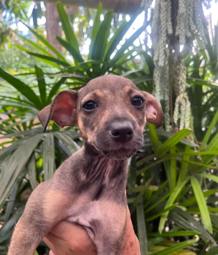 Cachorro ra a SRD-ViraLata idade 2 a 6 meses nome Bee