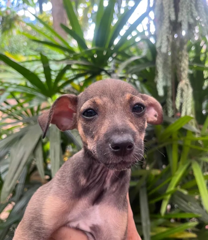 Cachorro ra a SRD-ViraLata idade 2 a 6 meses nome Bee