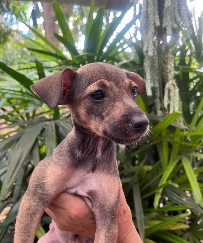 Cachorro ra a SRD-ViraLata idade 2 a 6 meses nome Bee