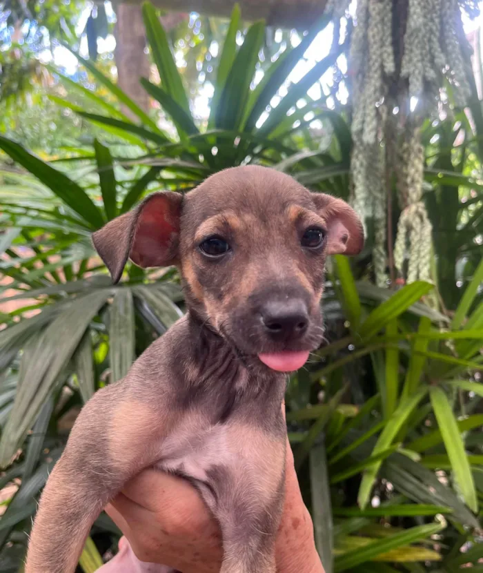 Cachorro ra a SRD-ViraLata idade 2 a 6 meses nome Bee