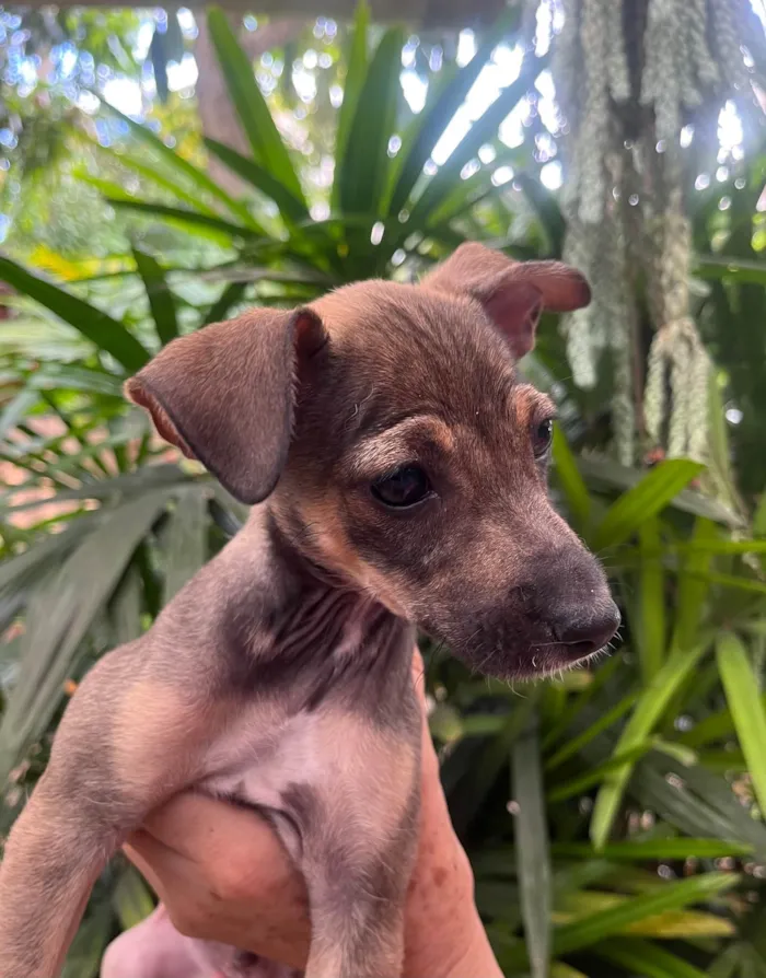 Cachorro ra a SRD-ViraLata idade 2 a 6 meses nome Bee