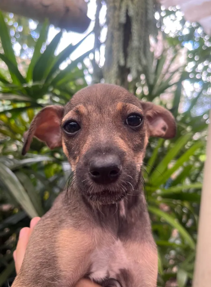 Cachorro ra a SRD-ViraLata idade 2 a 6 meses nome Bee