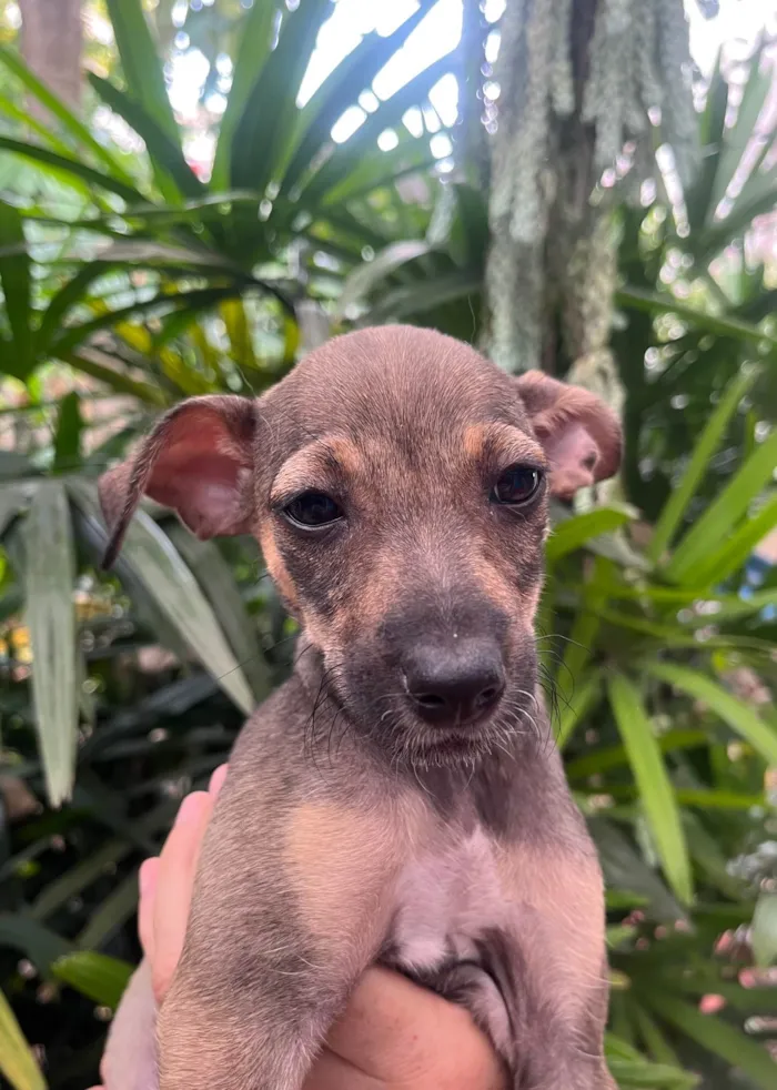 Cachorro ra a SRD-ViraLata idade 2 a 6 meses nome Bee