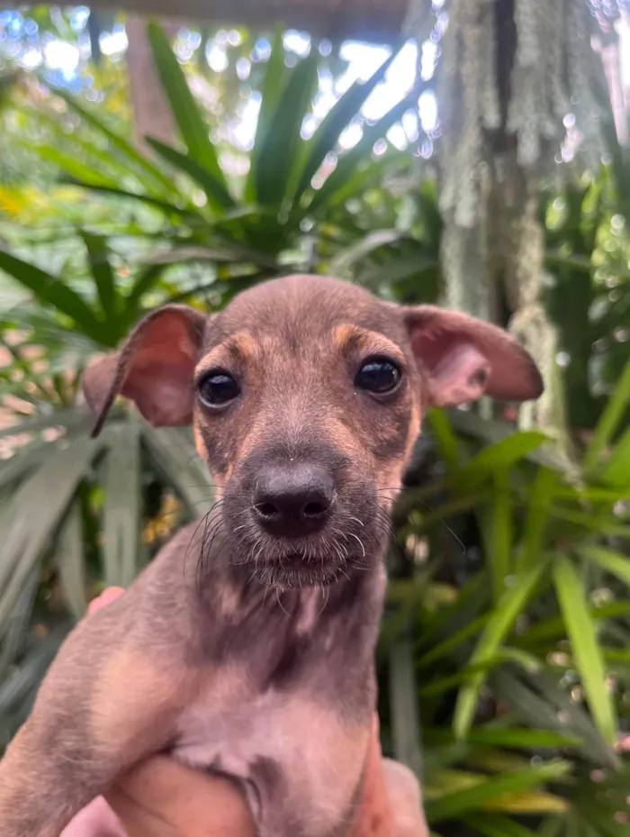 Cachorro ra a SRD-ViraLata idade 2 a 6 meses nome Bee
