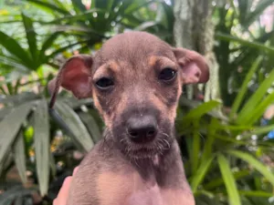 Cachorro raça SRD-ViraLata idade 2 a 6 meses nome Bee