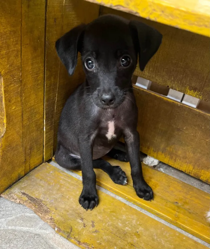 Cachorro ra a SRD-ViraLata idade 2 a 6 meses nome Boo