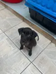 Boo