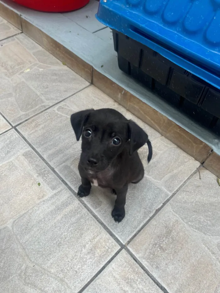 Cachorro ra a SRD-ViraLata idade 2 a 6 meses nome Boo