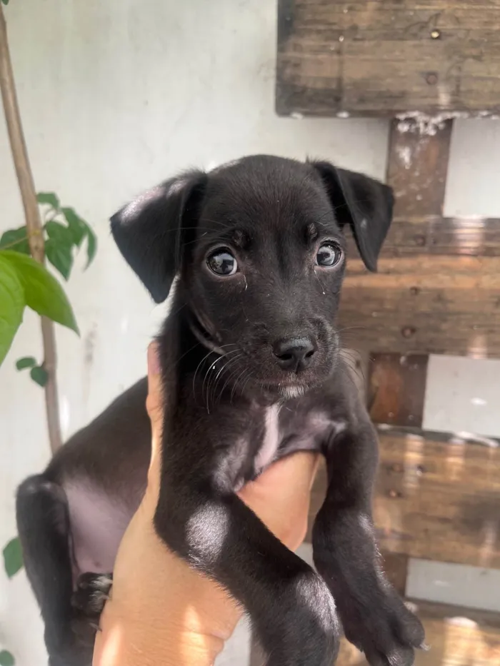 Cachorro ra a SRD-ViraLata idade 2 a 6 meses nome Boo