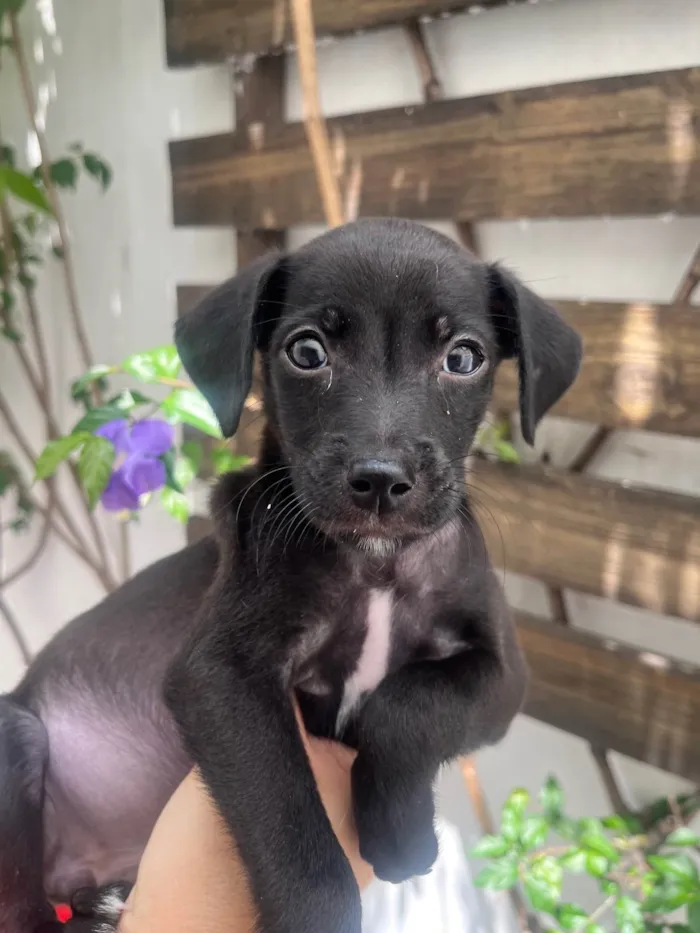 Cachorro ra a SRD-ViraLata idade 2 a 6 meses nome Boo