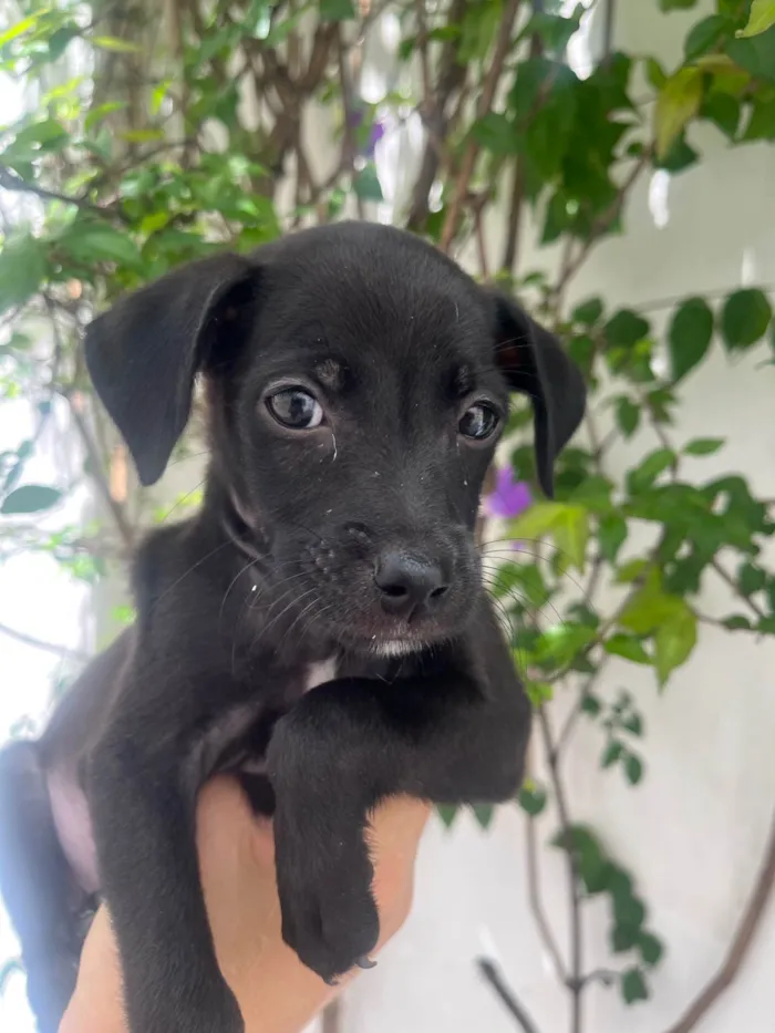 Cachorro ra a SRD-ViraLata idade 2 a 6 meses nome Boo