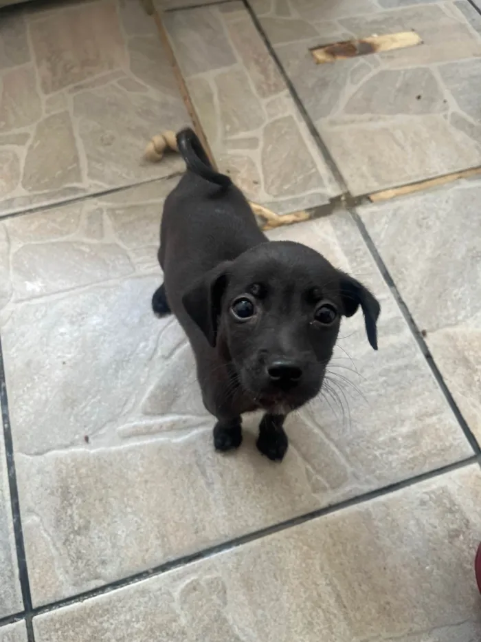 Cachorro ra a SRD-ViraLata idade 2 a 6 meses nome Boo