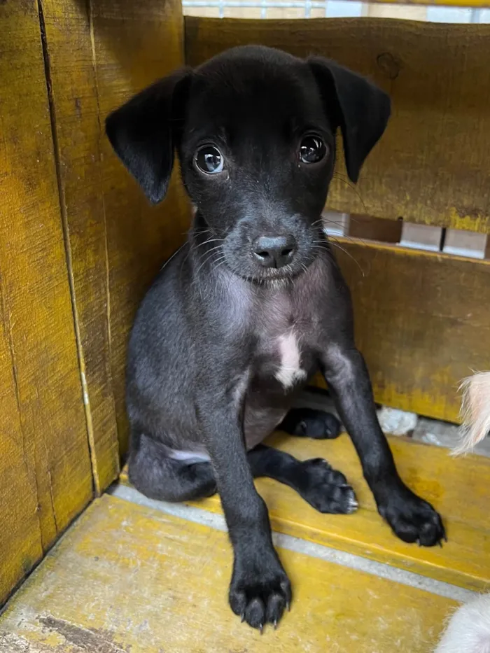 Cachorro ra a SRD-ViraLata idade 2 a 6 meses nome Boo