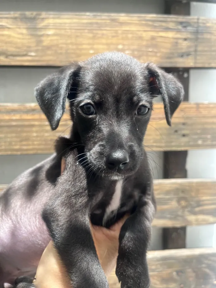 Cachorro ra a SRD-ViraLata idade 2 a 6 meses nome Boo