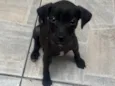 Boo
