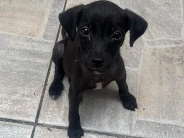 Cachorro ra a SRD-ViraLata idade 2 a 6 meses nome Boo