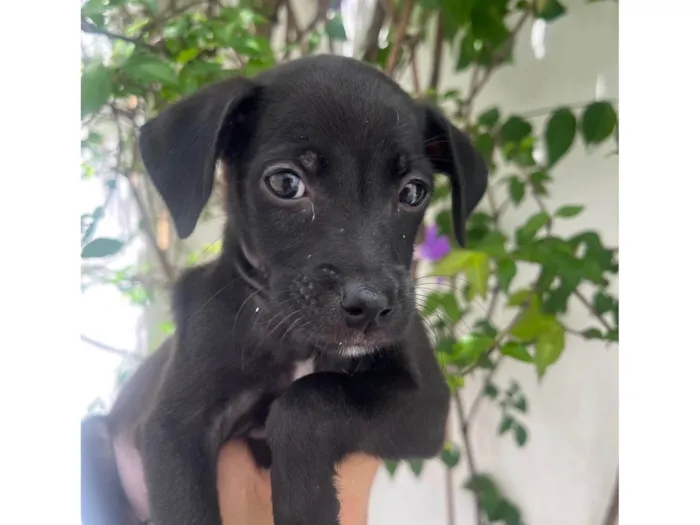 Cachorro ra a SRD-ViraLata idade 2 a 6 meses nome Boo
